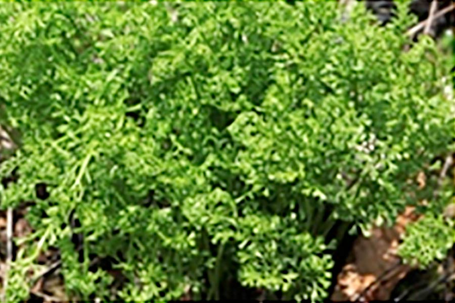 Geschlitzter Streifenfarn (Asplenium fissum)