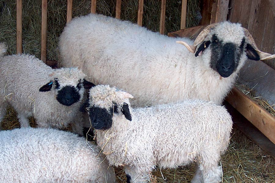 Schafe und Ziegen sind Landschaftspfleger